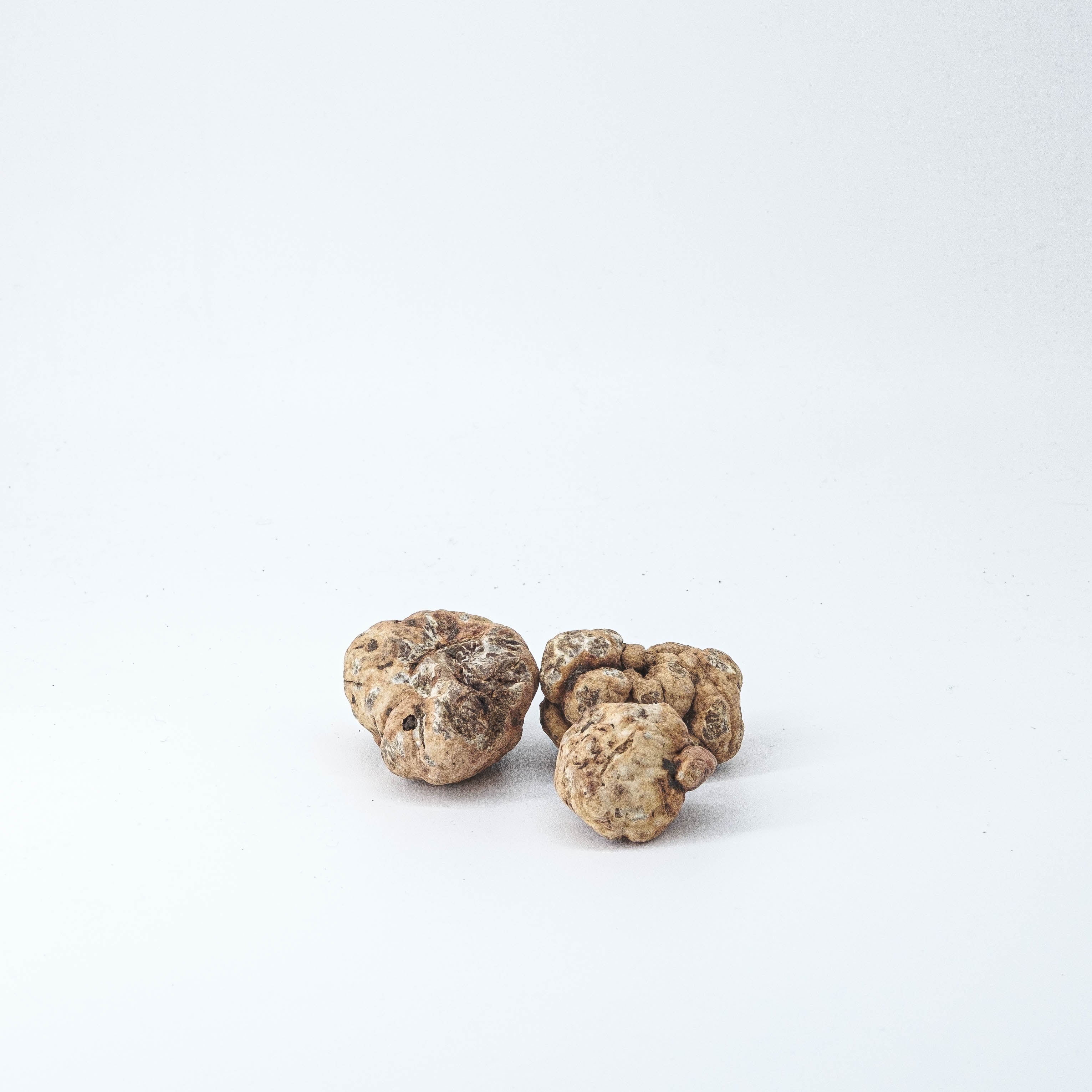 Friske Forårstrøfler - Bianchetto